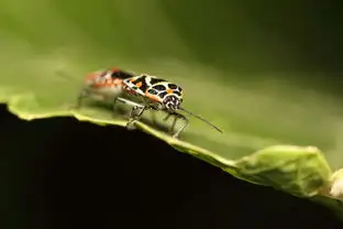 蒸汽世界中的昆虫生物