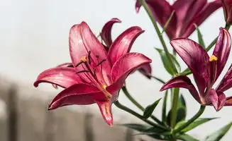终结之旅：蒸汽平台上的百合花绽放