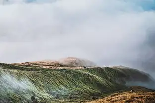 蒸汽雨林探险记