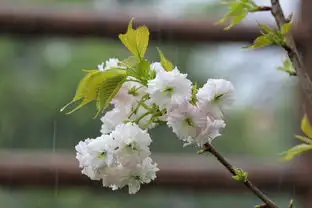 春意盎然樱花映Steam