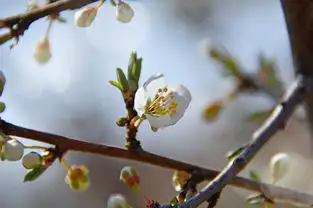 蒸汽时代樱花绽放