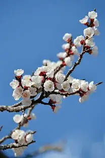 蒸汽时代樱花绽放