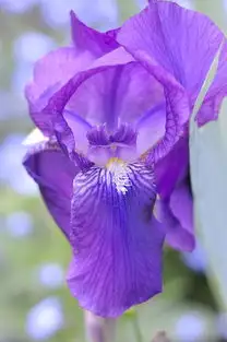 终结之旅：蒸汽平台上的百合花绽放
